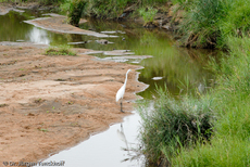 Silberreiher (1 von 3).jpg